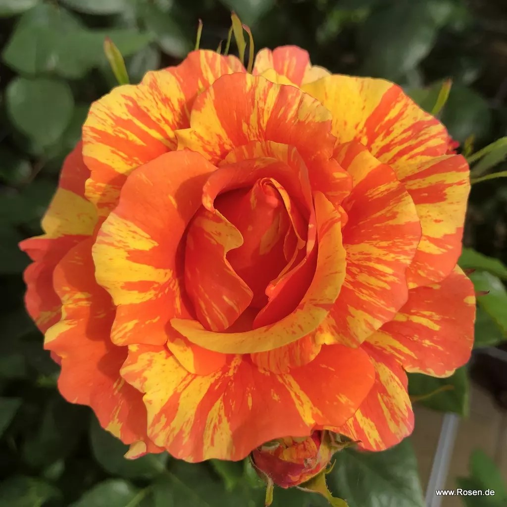 Роза флорибунда Лоллипоп штамб 80